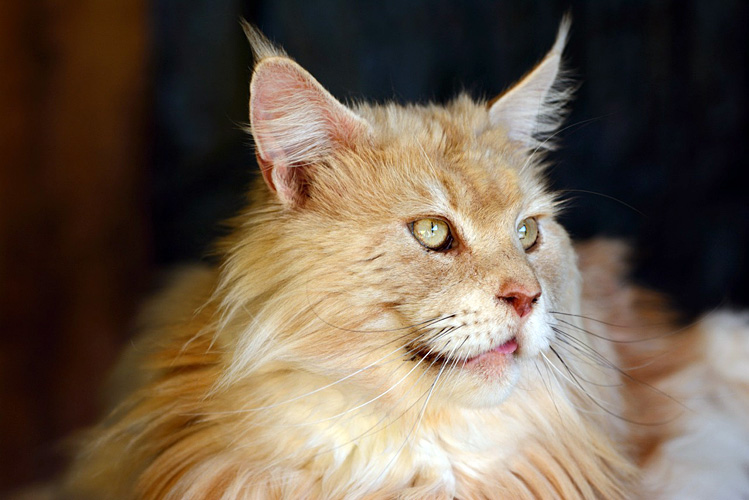 BEST RED SILVER CLASSIC TABBY MAINE COON OF THE YEAR!